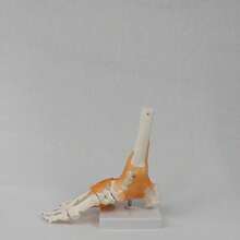 Foot Joint Model With Ligaments, Human Anatomy Model, Life Size, Medical-Teaching Equipment - Multicolor - View 4