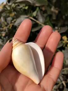 1个/3个/6个精美水晶贝壳,天然贝壳,可用于花瓶填充、工艺品制作、婚礼装饰,散装海洋沙滩贝壳,可用于DIY珠宝制作、项链、手链、水族箱、工艺品、海滩装饰填充,是送给朋友的独特礼物,也是浪漫求婚、家居展示模型、仙境花园、微型贝壳项目的理想之选。 - 套裝 - 查看 9