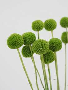 10/20pcs Stem Craspedia Artificial Flowers Yellow Billy Button Ball Bouquet Artificial Flowers Large Diameter Approx 1-1/2 Inch For Home Decor Photo Props DIY Wedding Decoration - Green 2 - View 1