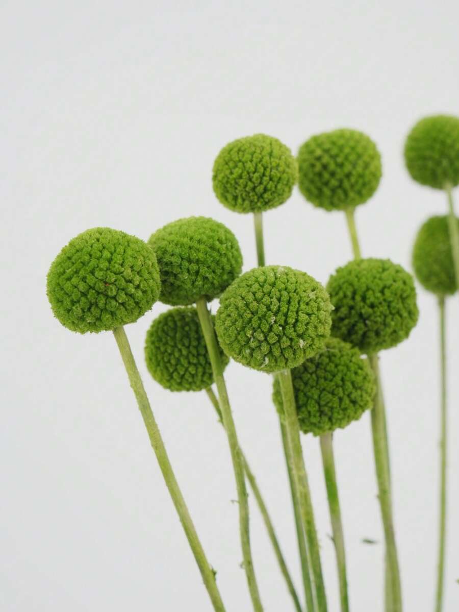 10/20pcs Stem Craspedia Artificial Flowers Yellow Billy Button Ball Bouquet Artificial Flowers Large Diameter Approx 1-1/2 Inch For Home Decor Photo Props DIY Wedding Decoration - Green 2 - View 1