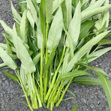 700 + Spinach Se.Eds - Fast-Growing, All-Season, Ideal For Home Gardens - Ver 3