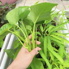 700 + Spinach Se.Eds - Fast-Growing, All-Season, Ideal For Home Gardens - Ver 2