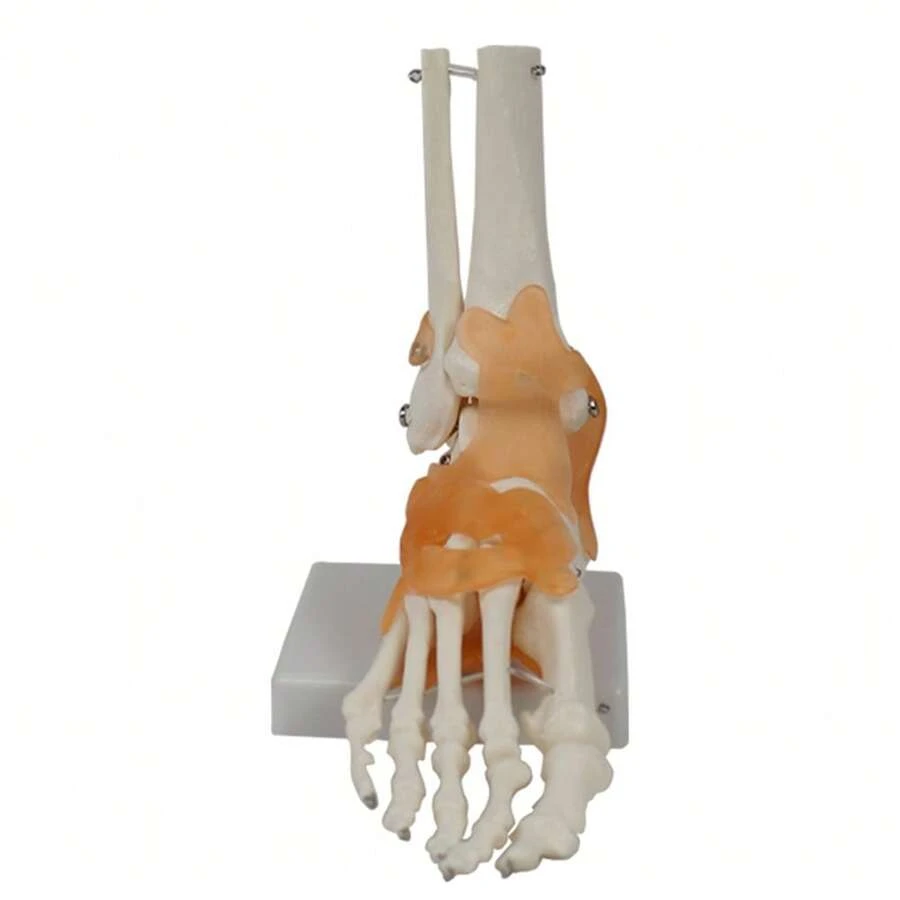 Foot Joint Model With Ligaments, Human Anatomy Model, Life Size, Medical-Teaching Equipment - Multicolor - View 1