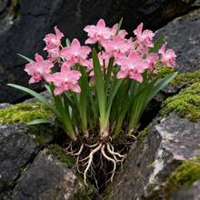 Fleurs fraîches - 50 pièces/s.e.e.d.s - Voir 3
