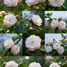 Fleurs fraîches - 100 pièces/graines - Voir 1