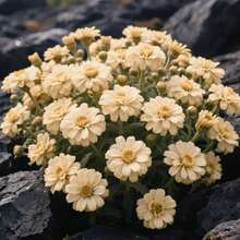 Flores frescas - 100 piezas/semillas - Ver 2