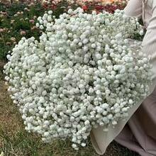 1900+ 朵仿真满天星花束，人造花，满天星盆栽，适用于婚礼新娘捧花、家居装饰、桌面摆设、花瓶填充、DIY 花艺装饰（适用于婚礼和节日）、房间装饰、情人节、生日礼物、毕业礼物、花园装饰、户外植物、园艺、人造花 - 白綠色 - 查看 4