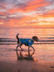 一件欧美风春夏小型/中型犬沙滩衬衫，夏威夷风宠物服装，适合狗狗、猫咪、金毛寻回犬等。 - 藍色 - 查看 3
