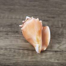 1 Pack Of 40/300g Natural Seashells 5-6cm Phoenix Seashells Decor - From Beach Seashells - For DIY Home Decor, Holiday Party Decor, Aquarium And Fish Tank Landscape Decor, Suitable For Making Handmade Seashell Necklaces, Albums, Hanging Decorations, Marine Science Educational Specimen For Children - Phoenix Snail - View 3