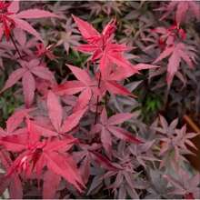 130 Red Japanese Maple Seeds  Palmata Atropurpurea - 130 Seeds - View 3