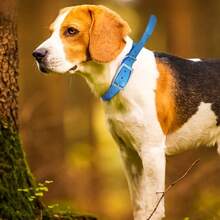 TPU wasserdichtes Hundehalsband, strapazierfähiges bissfestes Trainings- und Jagdhalsband für Haustiere, verstellbares bequemes Hundehalsband mit Metallschnalle, geeignet für kleine, mittlere und große Hunde - Verschiedenfarbig - Übersicht 11