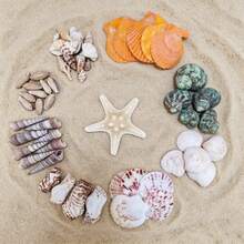 52pcs 9 Types Natural Shells And Starfish Set, Home Decor Micro Landscape Scenery Handmade DIY Decorative Accessories, Home Decoration Ornaments Miniature Model Scenery Aquarium Garden Decoration Beach Wedding Arrangement Handmade Craft Materials, Handicrafts, Message Bottles, Wind Chimes, Shell Home Decor, Party And Wedding, Jewelry Casting Tools, Craft Supplies/Decorative Appliques/Craft Materials, Scallop Edge Design, DIY Materials - Set - View 4