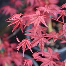 130 Red Japanese Maple Seeds  Palmata Atropurpurea - 130 Seeds - View 4