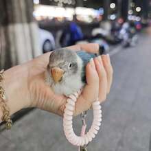 Adjustable Parrot Outdoor Harness Leash Anti-Fly Training Walking Rope For Budgie Cockatiel Sun Conure - Multicolor - View 7