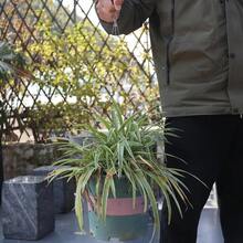5件套花盆吊绳带挂钩金属链家居花园装饰配件 - A - 查看 6