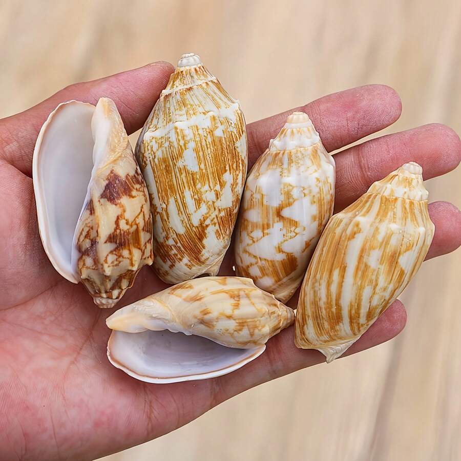 1pc/3pcs/5pcs Natural Small Emperor Conch Shell, Home Decor Ornament, Miniature Model Landscape, Beach Wedding Decoration Handmade Material, Handicrafts, Wind Chimes, Shell Home Decor, Party And Wedding, Jewelry Casting Tools, Craft Supplies/Decorative Patches/Craft Materials, Scallop Edge Design, DIY Materials