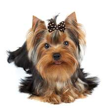 10pcs Random Color Pet Flower Bow Headband, Classic Shades, Pet Grooming Accessory, Suitable For Dogs & Cats - Multicolor - View 4
