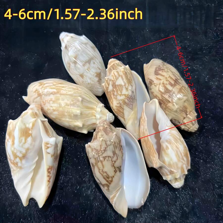 1個/3個/5個天然小皇帝螺殼，家居裝飾飾品，微縮模型景觀，海灘婚禮裝飾手工材料，手工藝品，風鈴，貝殼家居裝飾，派對與婚禮，珠寶鑄造工具，手工藝用品/裝飾貼片/手工材料，扇貝邊緣設計，DIY材料