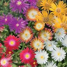 Más de 6000 semillas de plantas de hielo mezcladas para plantar, no transgénicos y alfombras de reliquia, cubierta del piso, semillas de flores, jardín al aire última intervensión - Planta de hielo - Ver 1