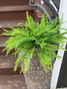 10/6入人造苔蘚蕨類盆栽植物，塑膠植物草飾，仿真波士頓蕨，春夏裝飾，人造綠色蕨類，抗UV綠色灌木，逼真熱帶叢林植物，DIY葉片裝飾，適用於居家、辦公室、花園、室內外懸掛綠色裝飾，情人節、生日禮物、畢業典禮、叢林主題派對、各式節日 - 綠色 - 查看 7
