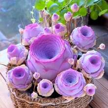 Outdoor Decor - 100 Pcs/Seeds - View 1