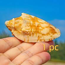 1個/3個/5個天然小皇帝螺殼,家居裝飾飾品,微縮模型景觀,海灘婚禮裝飾手工材料,手工藝品,風鈴,貝殼家居裝飾,派對與婚禮,珠寶鑄造工具,手工藝用品/裝飾貼片/手工材料,扇貝邊緣設計,DIY材料 - 套裝 - 查看 11