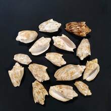 1個/3個/5個天然小皇帝螺殼,家居裝飾飾品,微縮模型景觀,海灘婚禮裝飾手工材料,手工藝品,風鈴,貝殼家居裝飾,派對與婚禮,珠寶鑄造工具,手工藝用品/裝飾貼片/手工材料,扇貝邊緣設計,DIY材料 - 套裝 - 查看 10