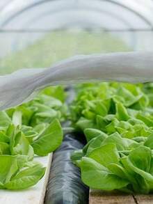 2M*4M Multi-Purpose Agricultural Anti-Insect Net, Thickened Greenhouse Net For Vegetable And Fruit Tree Pest Control, No Power Needed, Garden Net, Functional Garden Net, Garden Net Accessories, Plastic Anti-Insect Net, Protect Vegetables, Flowers And Crops, Suitable For Garden, Greenhouse, Fruit Trees And Blueberry Fields, Fruits, Vegetables And Flowers, Anti-Wind, Anti-Rain, Anti-Insect, Anti-Bird - A - View 10