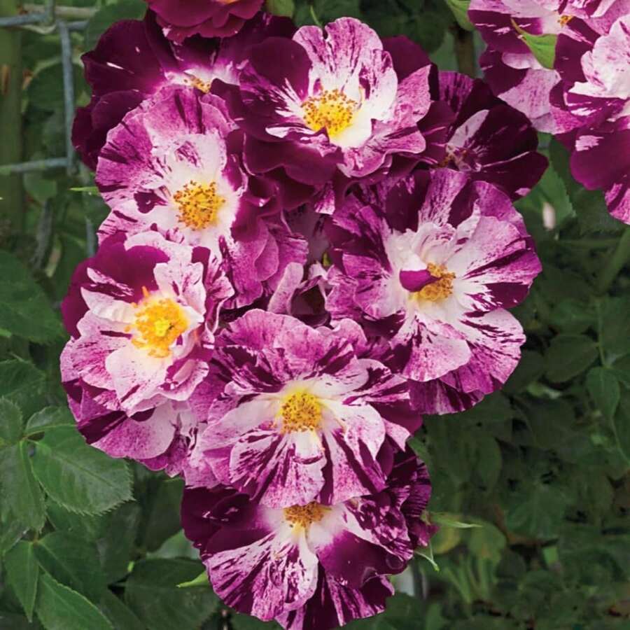 Magical Red-Pink Striped Climbing Rose Living Plant, Rootless, Outdoor Plantable Rose Bush, 8-12 Inches Tall (Rose Cuttings), Developed Root System, Cold-Resistant - Purple Red Striped Climbing Rose - View 1