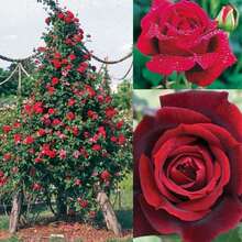 Magical Red-Pink Striped Climbing Rose Living Plant, Rootless, Outdoor Plantable Rose Bush, 8-12 Inches Tall (Rose Cuttings), Developed Root System, Cold-Resistant - 深絲絨般的紅色 - 查看 1