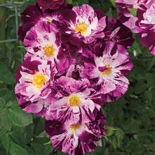 Magical Red-Pink Striped Climbing Rose Living Plant, Rootless, Outdoor Plantable Rose Bush, 8-12 Inches Tall (Rose Cuttings), Developed Root System, Cold-Resistant - Purple Red Striped Climbing Rose - View 12