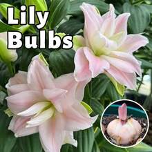 Premium Double Petal Pink Lily Bulbs, Romantic Pastel Blooms, Long-Lasting Fragrance, Ideal For Balcony & Indoor Home Garden Decor - 1 pc - 查看 9