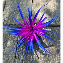 Local WarehouseRainbow Chrysanthemum Enhanced Color Air Plant Pineapple Seeds 100 Seeds - 500裝 - 查看 1