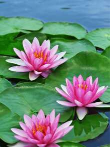 8pcs Artificial Lotus Leaf Floating Decor, 4 Sizes Realistic Foam Lotus Leaf & Flower Decorations, Suitable For Fish Pond, Aquarium, Water Landscape, Home Decor - Multicolor - View 3