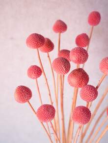 10/20/30 piezas Ramo de flores de bola dorada artificial - Flores de bola de nieve vidriosas, floraciones esféricas de color amarillo brillante, adecuadas para manualidades, bodas y decoración del hogar, centro de mesa duradero, desde rústico hasta floral moderno - Rosa - Ver 4