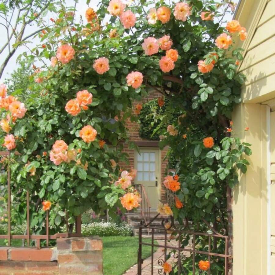 Magical Red-Pink Striped Climbing Rose Living Plant, Rootless, Outdoor Plantable Rose Bush, 8-12 Inches Tall (Rose Cuttings), Developed Root System, Cold-Resistant - Orange Apricot - View 1