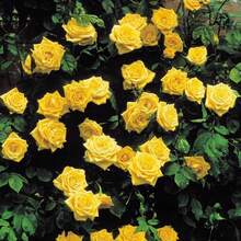 Magical Red-Pink Striped Climbing Rose Living Plant, Rootless, Outdoor Plantable Rose Bush, 8-12 Inches Tall (Rose Cuttings), Developed Root System, Cold-Resistant - 深絲絨般的紅色 - 查看 7