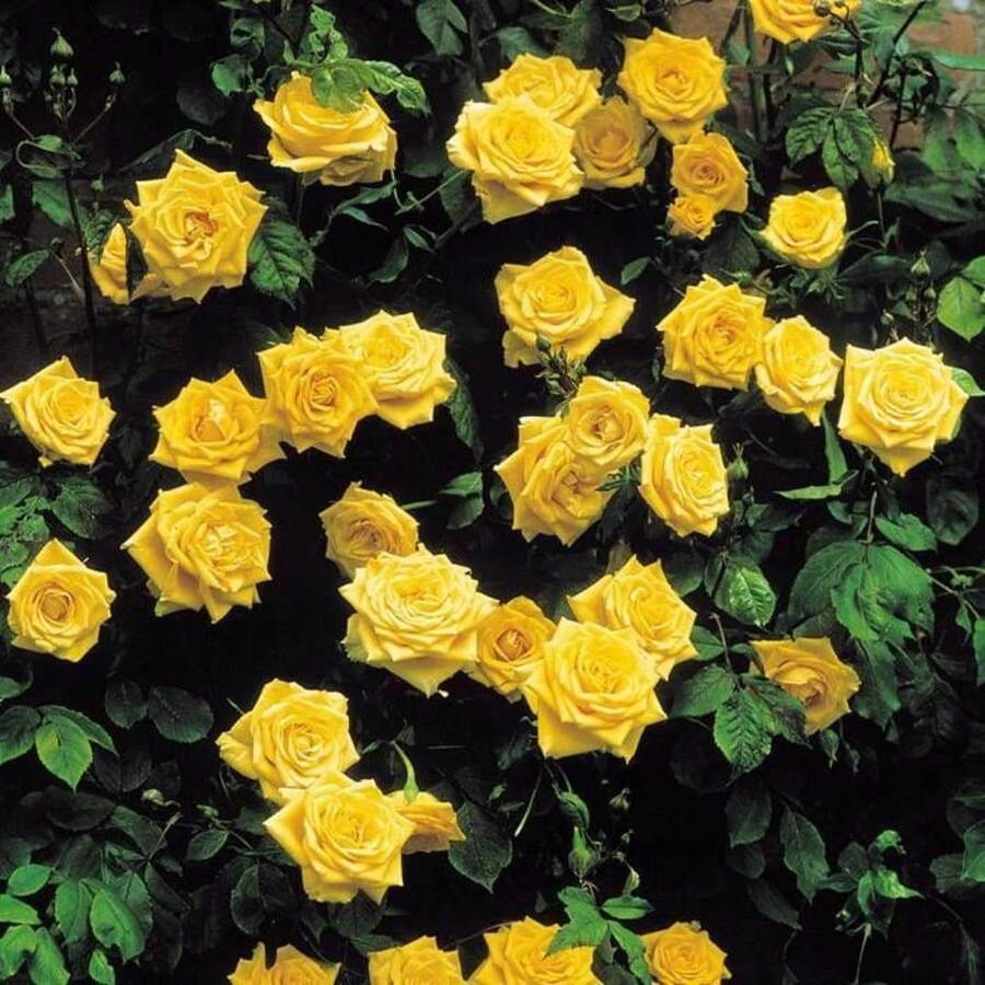 Magical Red-Pink Striped Climbing Rose Living Plant, Rootless, Outdoor Plantable Rose Bush, 8-12 Inches Tall (Rose Cuttings), Developed Root System, Cold-Resistant - Golden Yellow - View 1