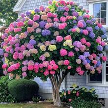 Más de 60 Semillas de Hortensias para Plantar, Colores Mezclados - Flores Multicolores, Decoración Ideal para Jardín - 60 - Ver 2