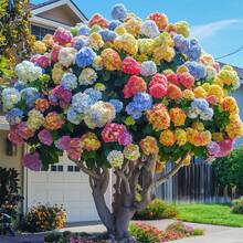 Más de 60 Semillas de Hortensias para Plantar, Colores Mezclados - Flores Multicolores, Decoración Ideal para Jardín - 60 - Ver 6
