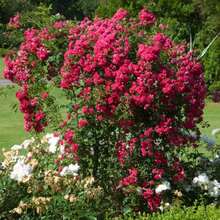 Magical Red-Pink Striped Climbing Rose Living Plant, Rootless, Outdoor Plantable Rose Bush, 8-12 Inches Tall (Rose Cuttings), Developed Root System, Cold-Resistant - 深絲絨般的紅色 - 查看 11