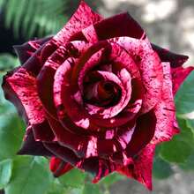 Magical Red-Pink Striped Climbing Rose Living Plant, Rootless, Outdoor Plantable Rose Bush, 8-12 Inches Tall (Rose Cuttings), Developed Root System, Cold-Resistant - 深絲絨般的紅色 - 查看 2