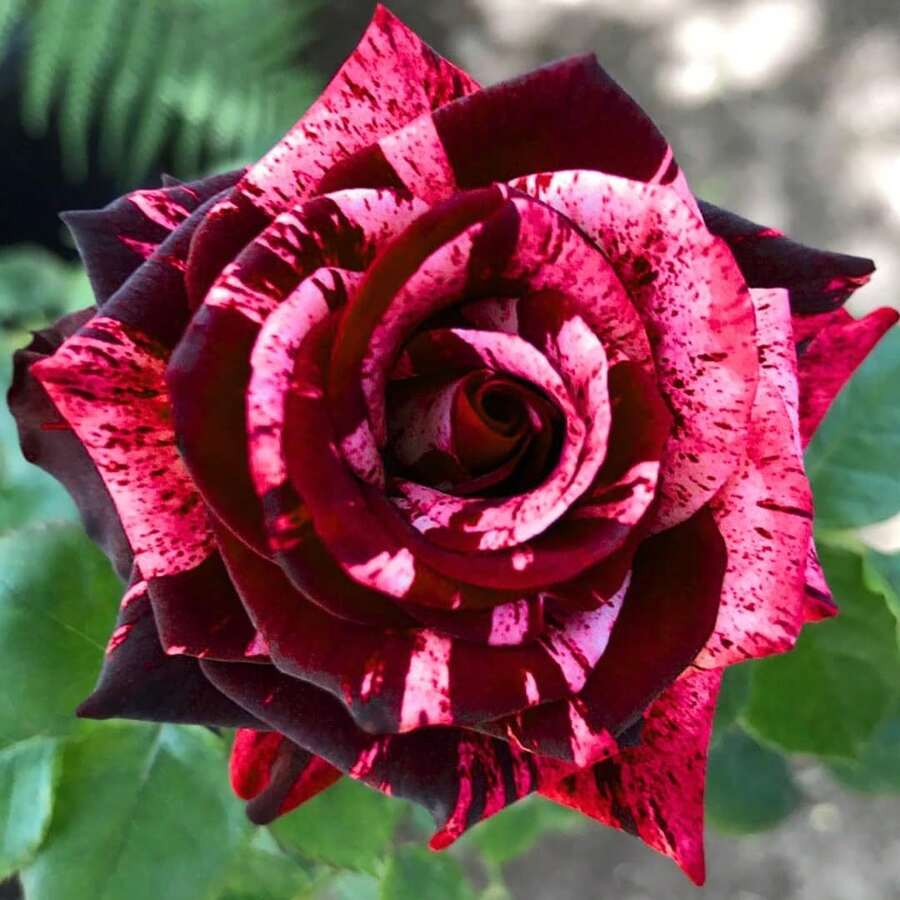 Magical Red-Pink Striped Climbing Rose Living Plant, Rootless, Outdoor Plantable Rose Bush, 8-12 Inches Tall (Rose Cuttings), Developed Root System, Cold-Resistant - Garis Merah Muda Ajaib - View 1