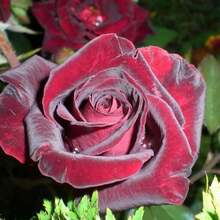 Magical Red-Pink Striped Climbing Rose Living Plant, Rootless, Outdoor Plantable Rose Bush, 8-12 Inches Tall (Rose Cuttings), Developed Root System, Cold-Resistant - 深絲絨般的紅色 - 查看 5