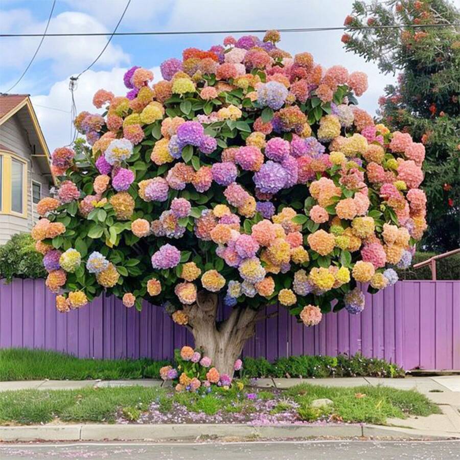Más de 60 Semillas de Hortensias para Plantar, Colores Mezclados - Flores Multicolores, Decoración Ideal para Jardín - 60 - Ver 1