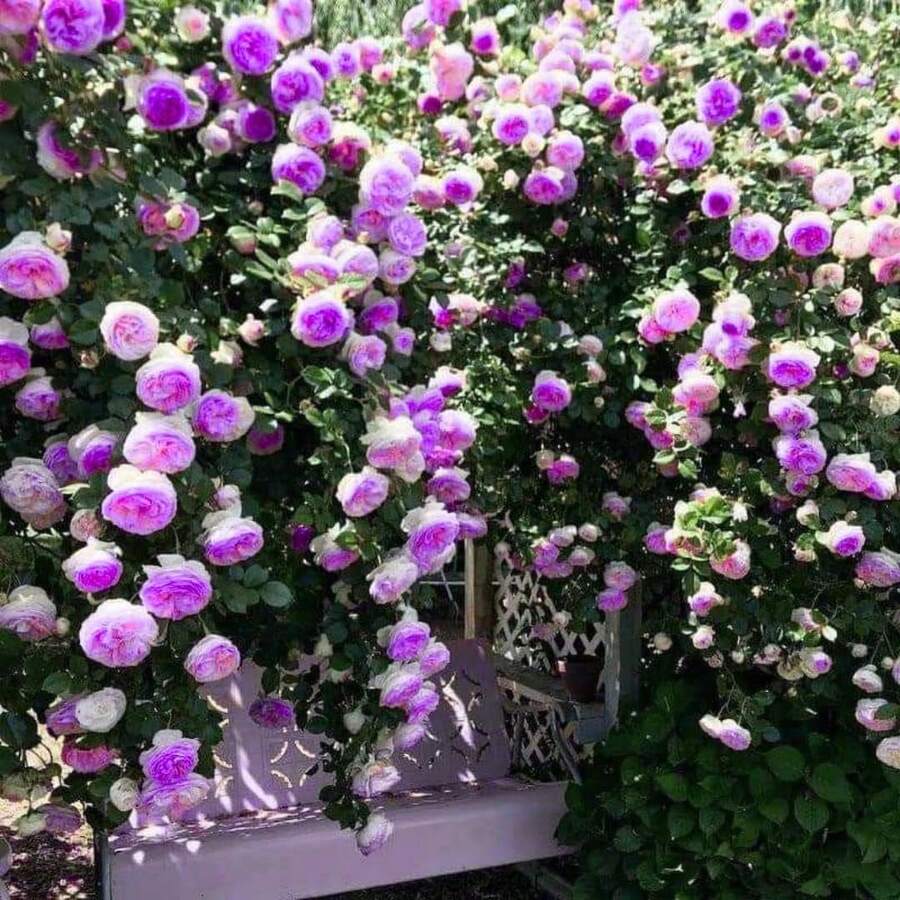 Magical Red-Pink Striped Climbing Rose Living Plant, Rootless, Outdoor Plantable Rose Bush, 8-12 Inches Tall (Rose Cuttings), Developed Root System, Cold-Resistant - Purple - View 1