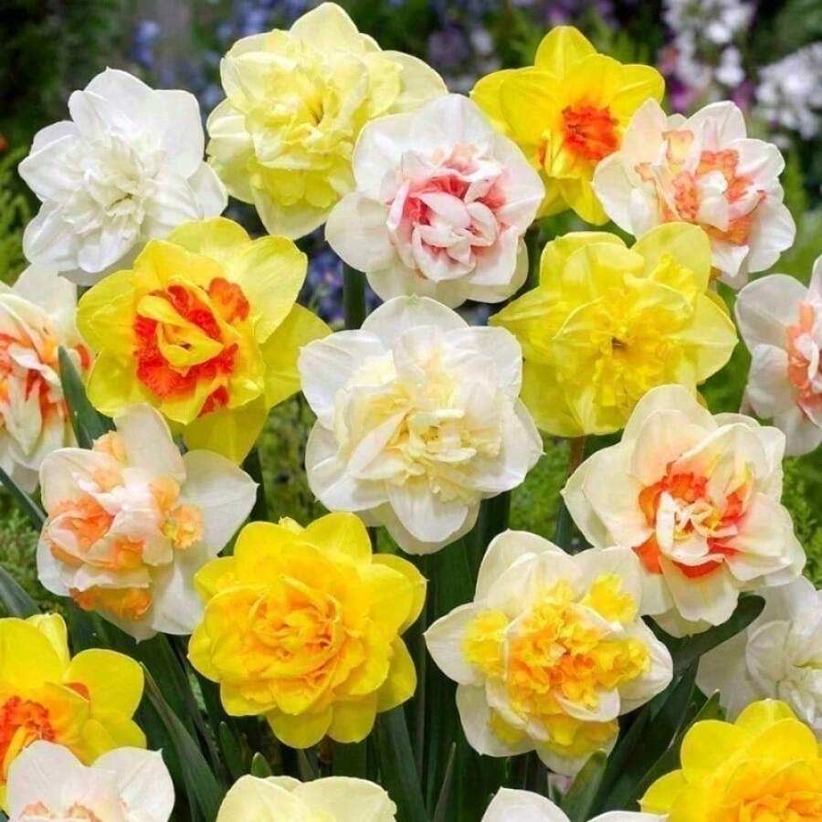 Outdoor Decor - 110 Seeds - View 1