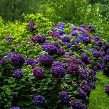 Outdoor Decor - 50 - 查看 1