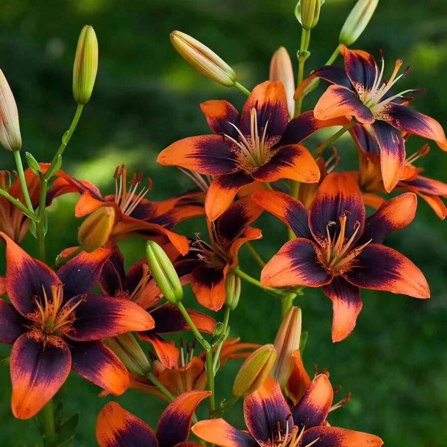 Outdoor Decor - 108 件 - 查看 1