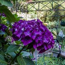 Outdoor Decor - 50 - 查看 2